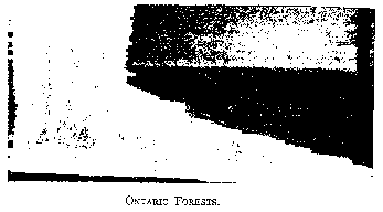 ONTARIO FORESTS.