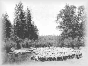 Flock of Sheep being driven from the Tahoe National Forest