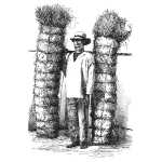 Native Hay Peddler