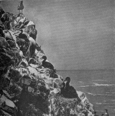 Murre on their Nests, Farallone Islands