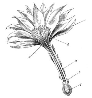 FLOWER OF PHYLLOCACTUS, CUT LENGTHWISE