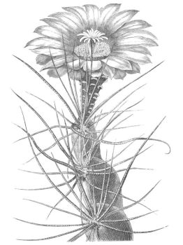 PORTION OF PLANT OF ECHINOCACTUS LONGIHAMATUS