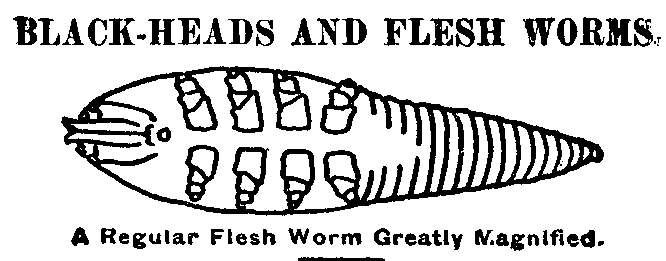 Black Heads and Flesh Worms: A Regular Flesh Worm Greatly
Magnified.