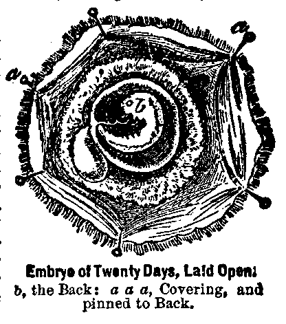 Embryo of Twenty Days, Laid Open
