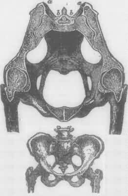 Two Views of the Pelvis