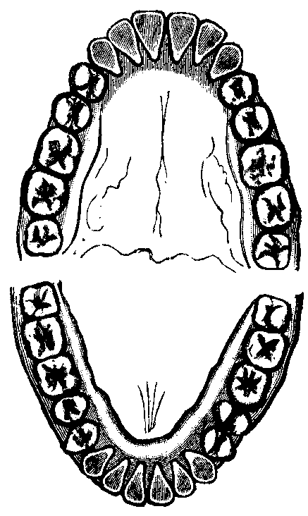 Line Drawing of Upper and Lower Adult Teeth