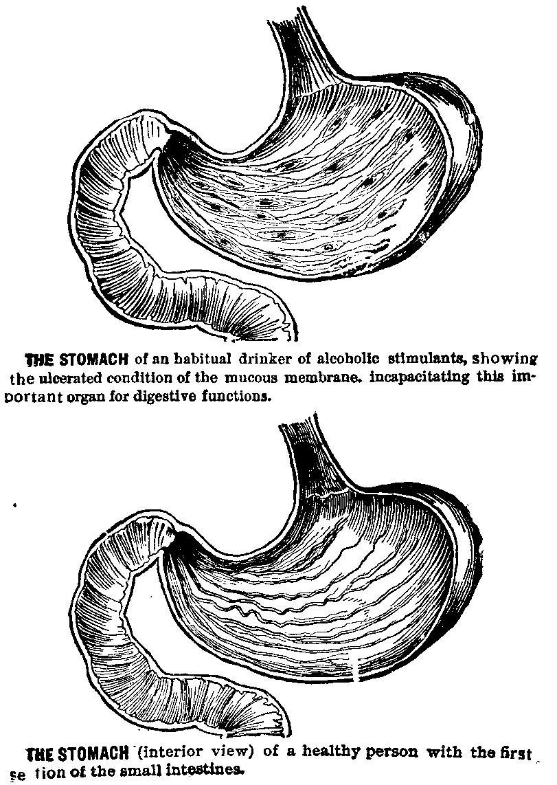Cross Section of Two Stomachs