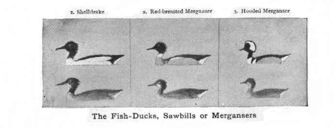 The Fish-Ducks, Sawbills, or Mergansers