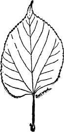 Basswood leaf