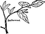 Leatherwood