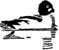 Whistler duck