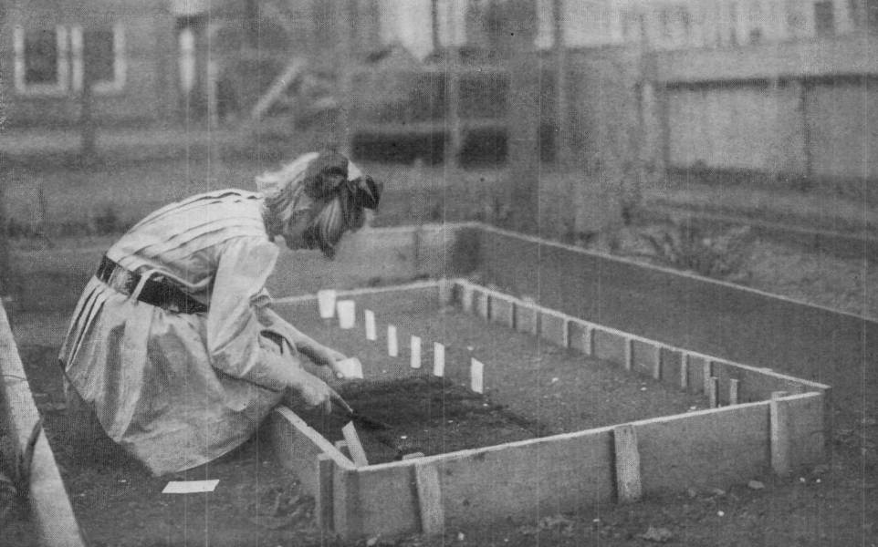 Elizabeth Sowing Small Seed From the Package. Photograph
by Helen W. Cook.