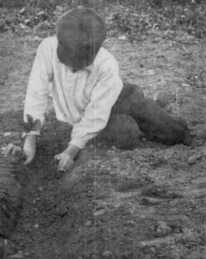 Photograph by W.H. Jenkins

Myron Transplanting his Long-rooted Strawberry Plants.