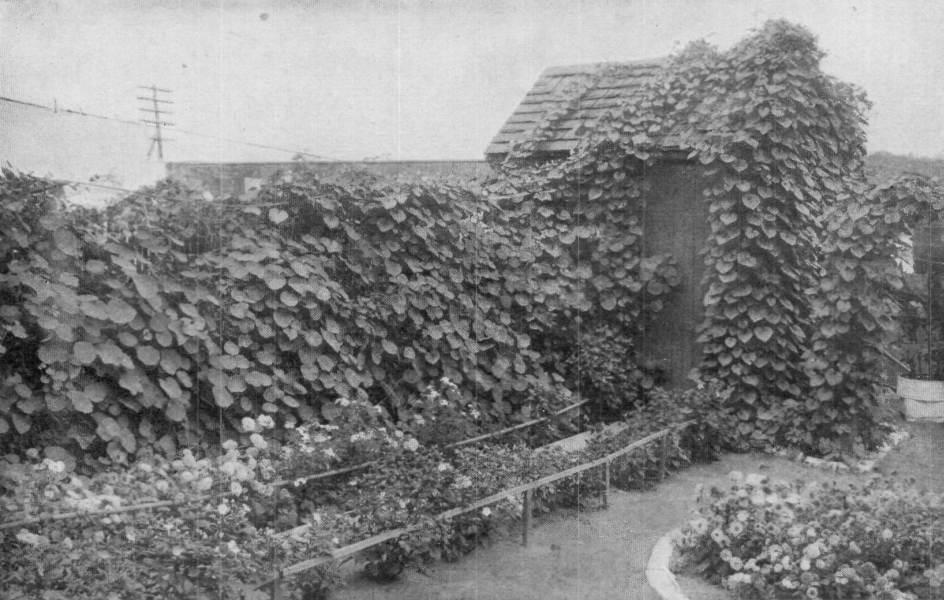 Philip's Backyard Made Beautiful by Annuals and Quick-growing Vines.