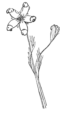 Pollybirdia Singularis.