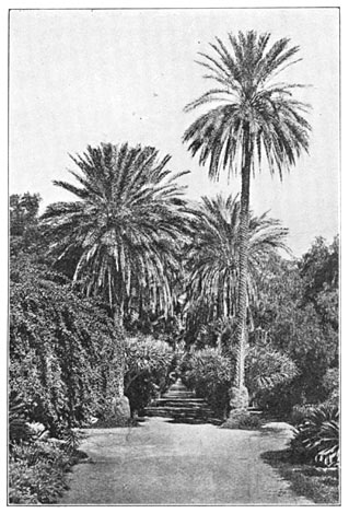 Palmenlaan in den Botanischen tuin van Algiers.