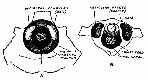 Fig. 3.&mdash;A, The opening in the base of the skull, by which the brain stem passes to the spinal canal. The two occipital condyles represent part of the ball which fits into the cup formed by the atlas. B, The parts of the socket on the ring of the atlas.