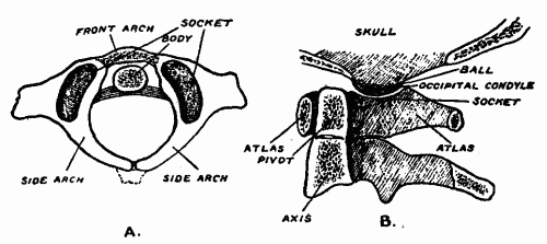 Fig. 4.&mdash;A, The original parts of the first or atlas vertebra. B, Showing the "body" of the first vertebra fixed to the second, thus forming the pivot on which the head turns.