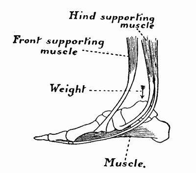 Fig. 8.&mdash;The arch of the foot from the inner side, showing some of the muscles which maintain it.