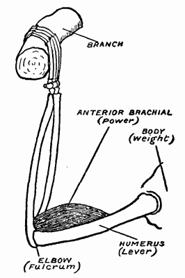 Fig. 10.&mdash;Showing the action of the brachialis anticus in the arm of an anthropoid ape.