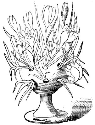  FIG. 4.—Crocus Flowering in a Perforated Pot.