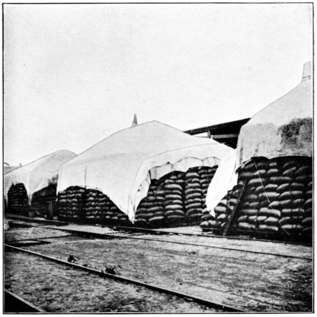 Wheat ready for Loading at Station on Central Argentine
Railway.