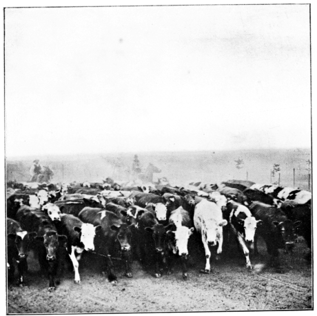 Herd of Cattle.