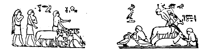 Figs. 164 and 165.--Scenes from the tomb of Khn�mhotep at
Beni Hasan, Twelfth Dynasty. 