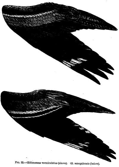 FIG. 20.—Oedicnemus vermiculatus (above). Oe. senegalensis (below).
