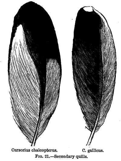 FIG. 21.—Secondary quills.