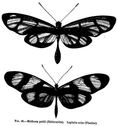 FIG. 23.—Methona psidii (Heliconidae). Leptalis orise (Pieridae).