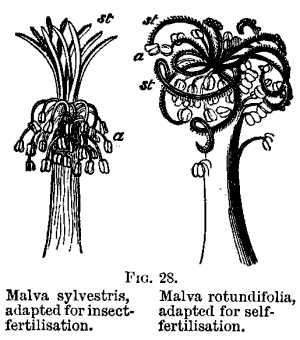FIG. 28. Malva sylvestris, adapted for insect-fertilisation. Malva rotundifolia, adapted for self-fertilisation.