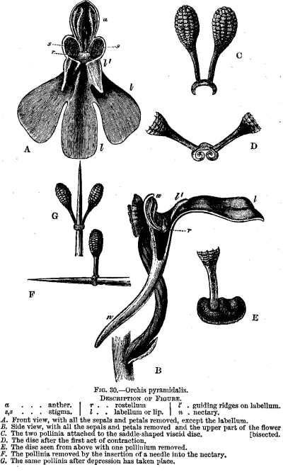 FIG. 30.—Orchis pyramidalis.