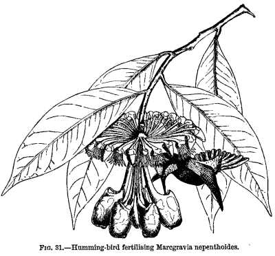 FIG. 31.—Humming-bird fertilising Marcgravia nepenthoides.