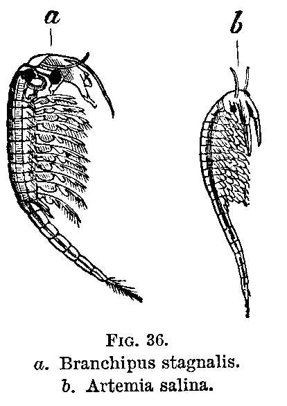 FIG. 36. a. Branchipus stagnalis. b. Artemia salina.