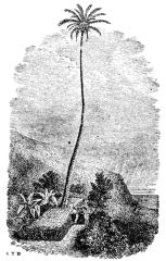 Illustration: A Palm-tree in a Garden, Orotava, Teneriffe