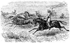 Illustration: Lassoing Horses