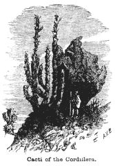Illustration: Cacti of the Cordillera