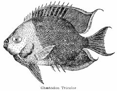 Illustration: Chætodon Tricolor