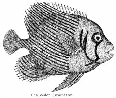 Illustration: Chalcedon Imperator