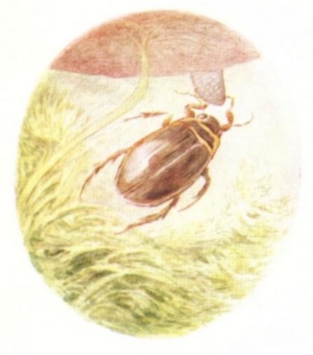 Beetle