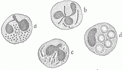 Fig. 16—Phagocytosis. a, b, c are the microphages or the bacterial phagocytes. (a) Contains a number of round bacteria, and (b) similar bacteria arranged in chains, and (c) a number of rod-shaped bacteria (d) Is a cell phagocyte or macrophage which contains five red blood corpuscles.