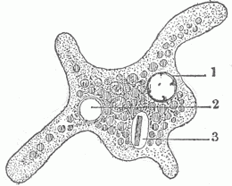 Fig. 2.—Amoeba. 1. Nucleus. 2. Contractile vesicle. 3. Nutritive vacuole containing a bacillus.