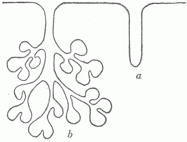 Fig. 4—Diagrammatic Section Of A Surface Showing The Relation Of Glands To The Surface. (a) Simple or tubular gland, (b) compound or racemose gland.