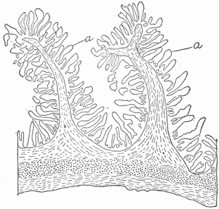 Fig. 7.—A Section Of The Small Intestine To Show The Large Extent Of Surface. (a) Internal surface. The small finger-like projections are the villi, and between these are small depressions forming tubular glands.