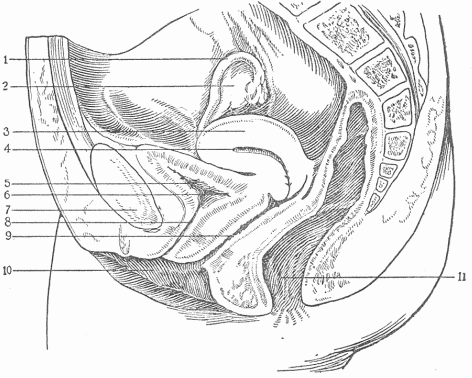 Fig. 9.—A Longitudinal Section Through The Female Pelvis.