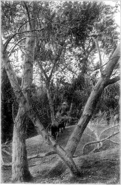 IN COTTONWOOD CA&Ntilde;ON, SANTA CATALINA.