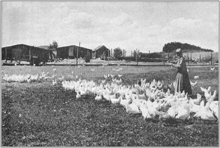 A prosperous poultry farm