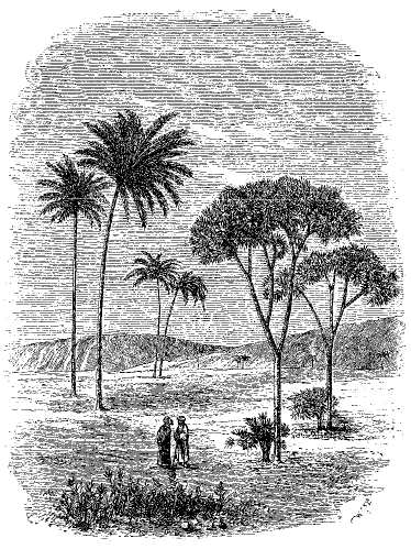 DOM AND DATE PALMS.