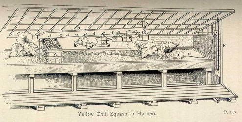 Yellow Chili Squash in Harness.